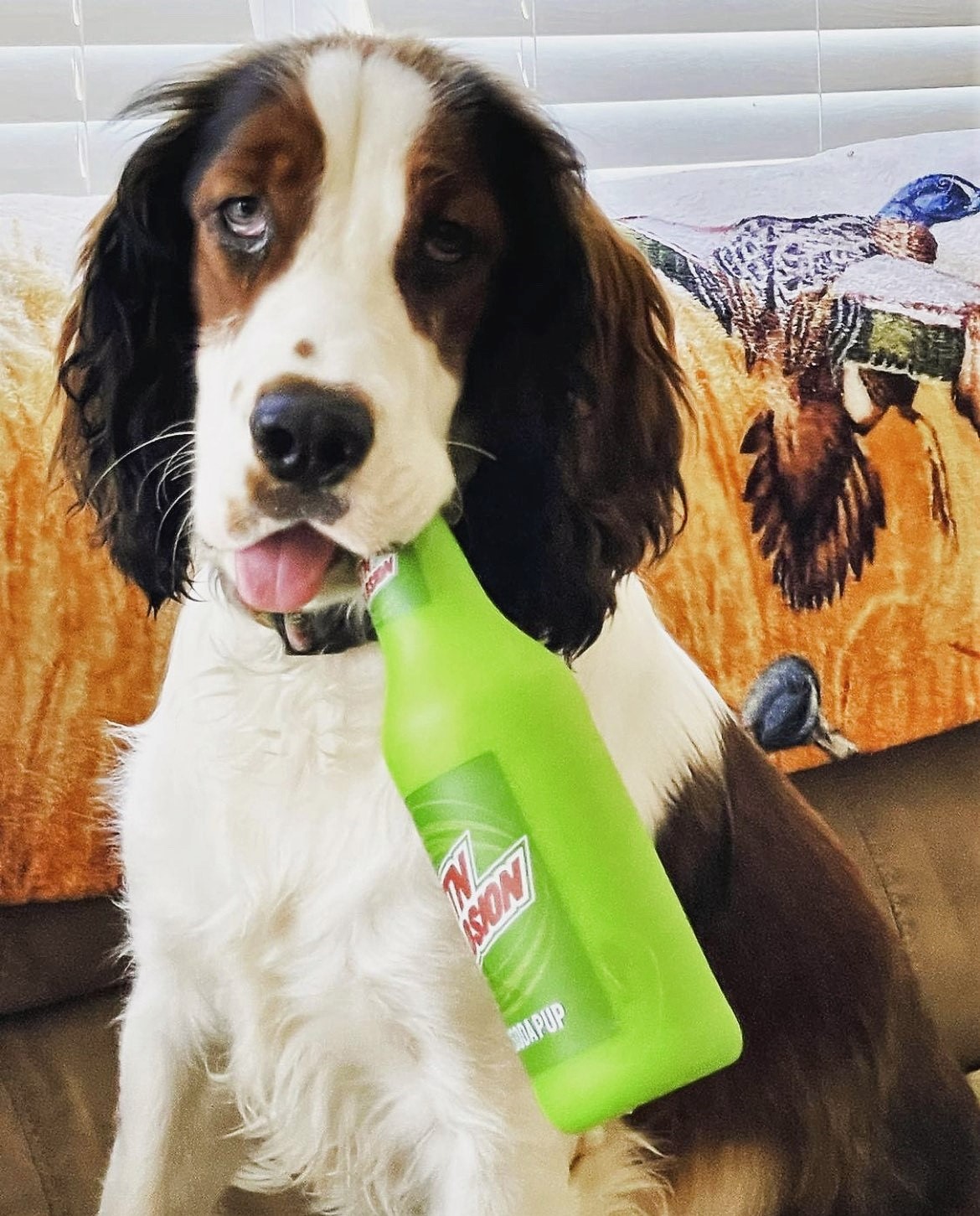 Angel Spaniel