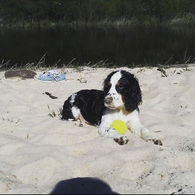 Benny Spaniel