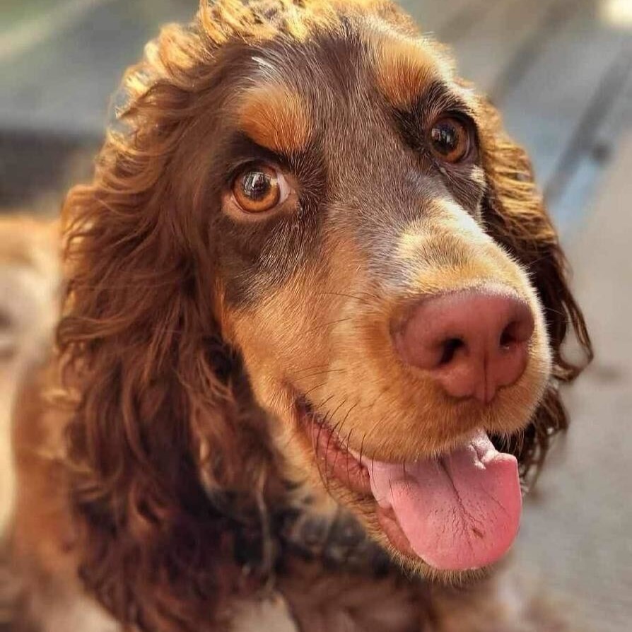 Sugar Spaniel