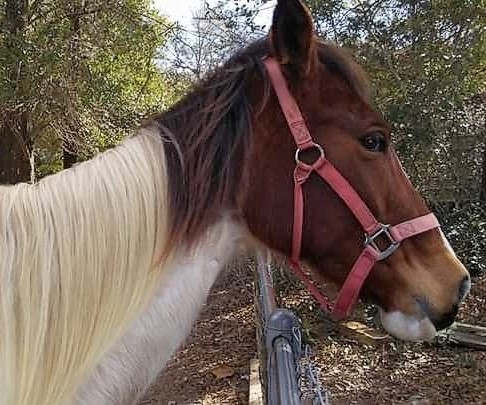 Katy the Horse