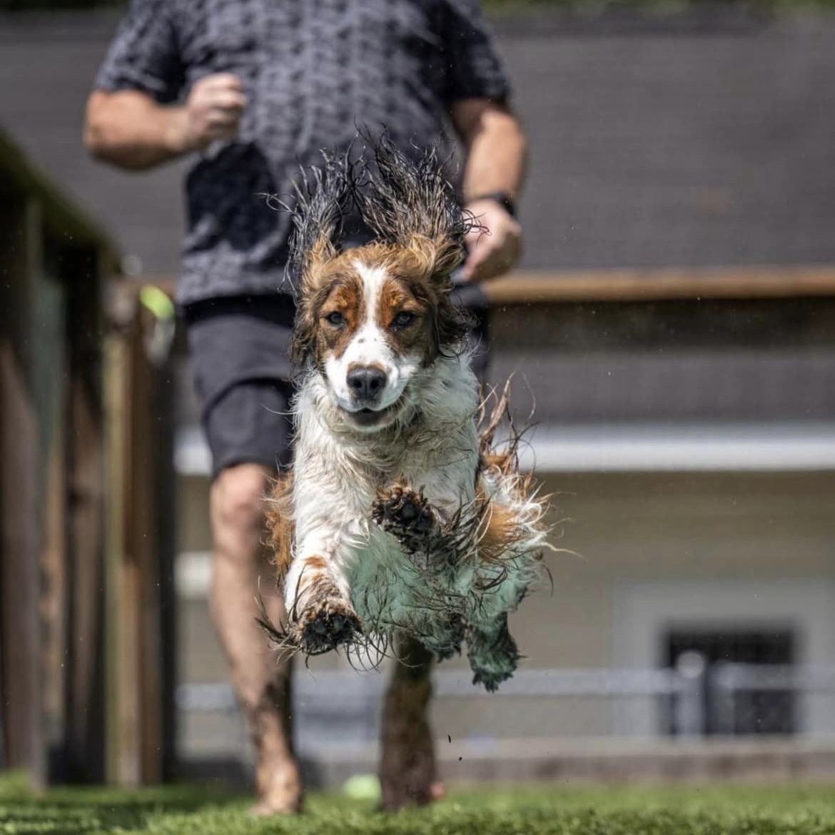 Kona Springer