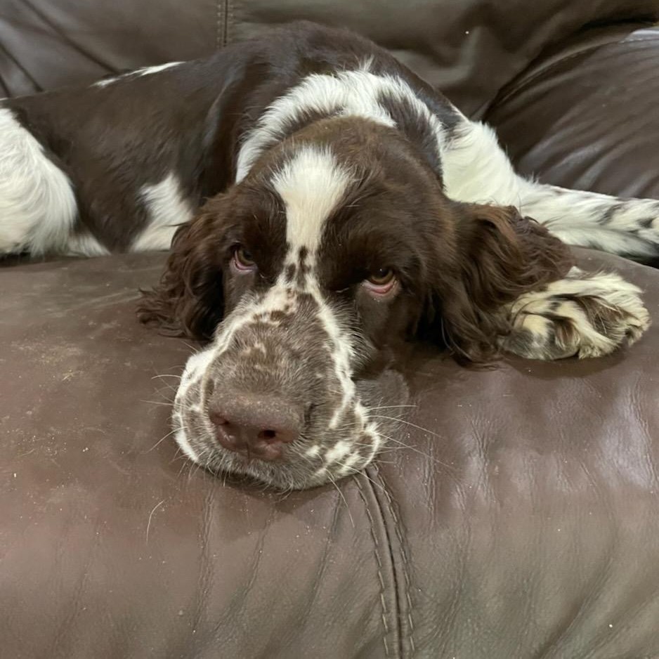 Sweet Tea Spaniel