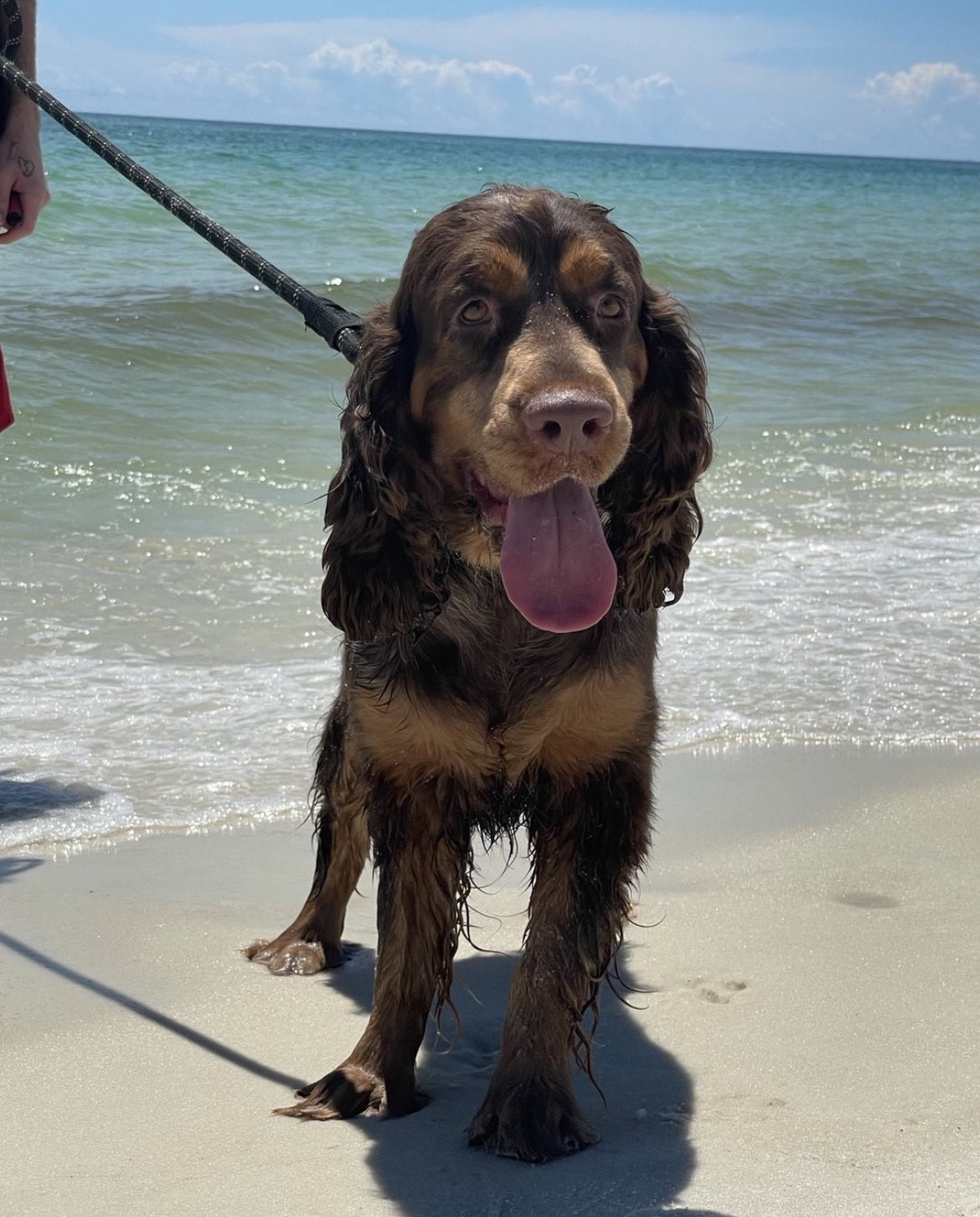 Taffy Spaniel