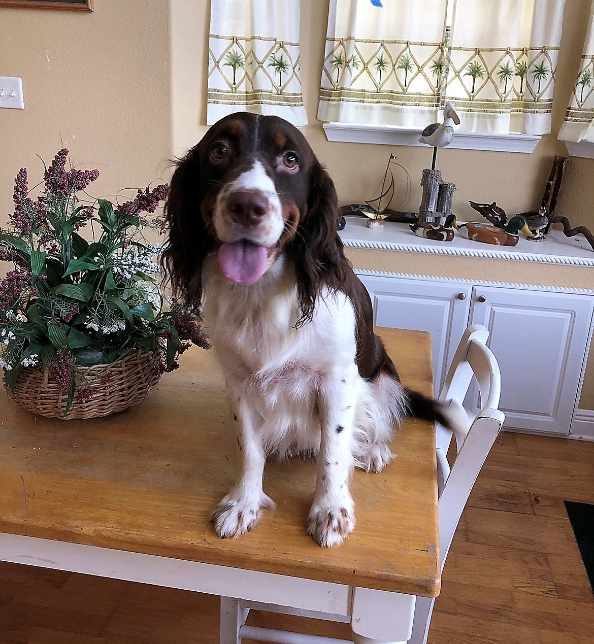 Tally Spaniel