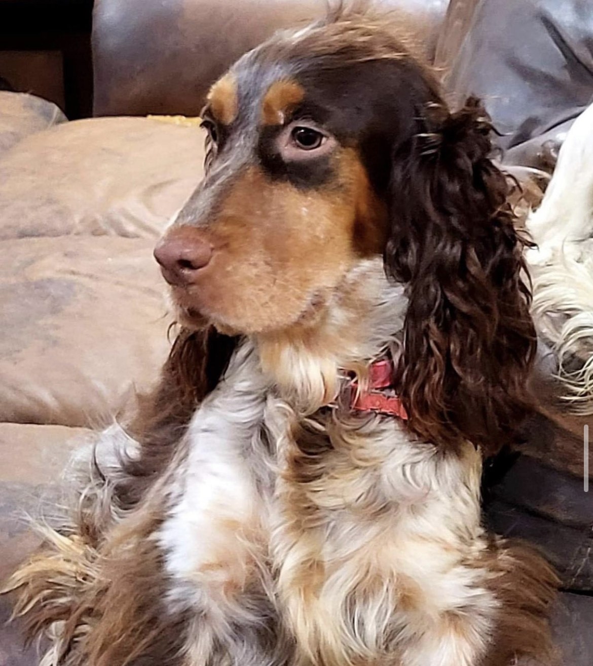 Wilolow Spaniel