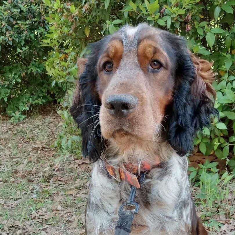 Shasta female Breeding Dog