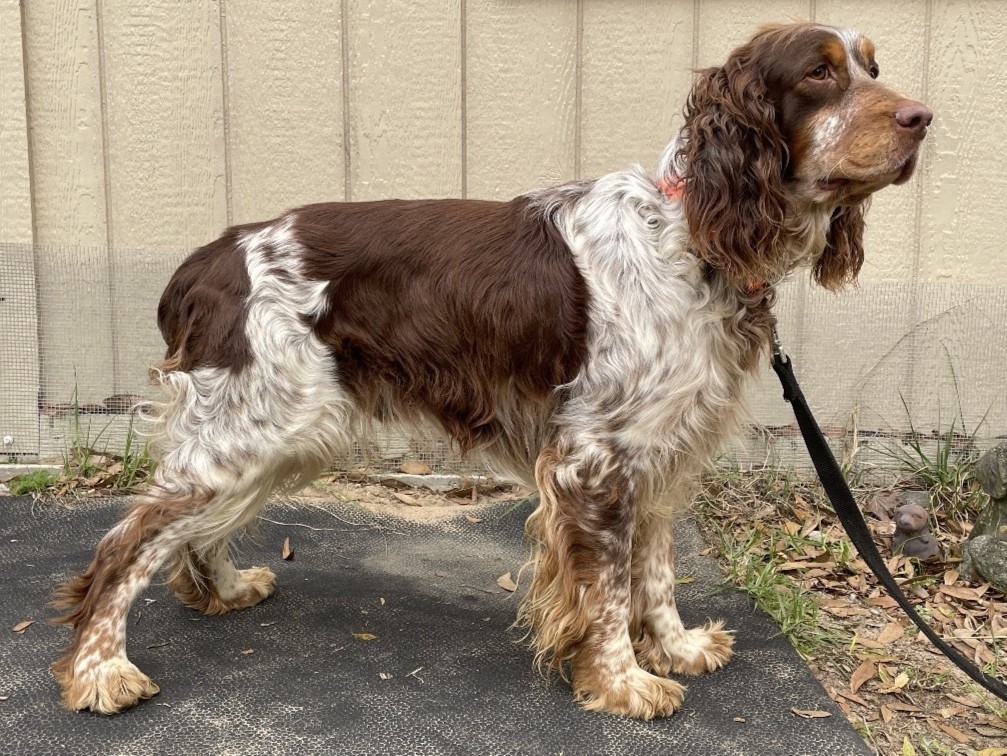 Shasta female Breeding Dog
