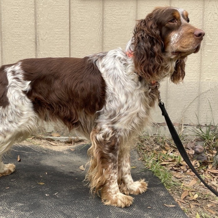 Copper Spaniel