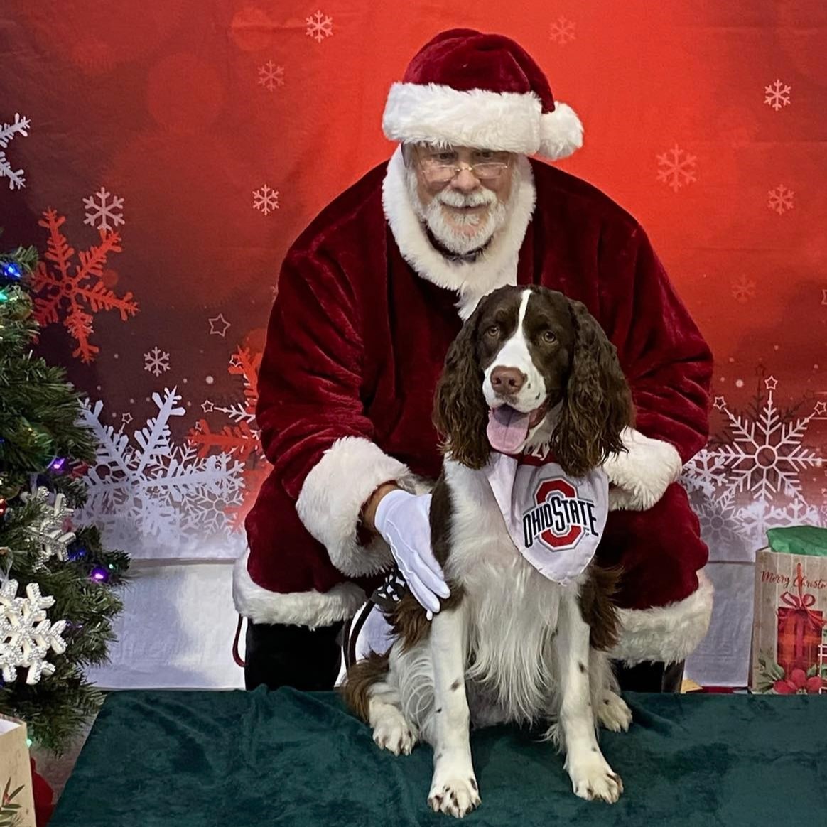 Harley English Springer show Dog