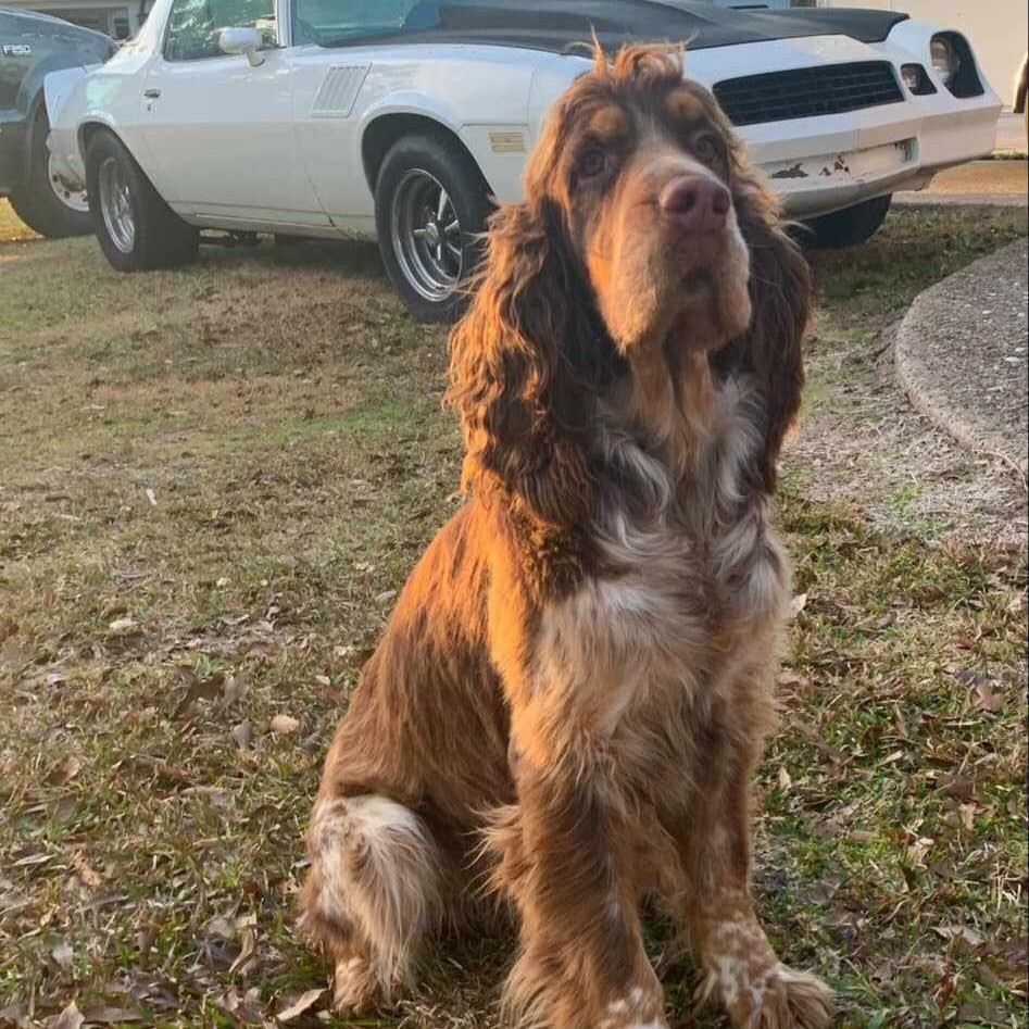 Sage Male Breeding Dog
