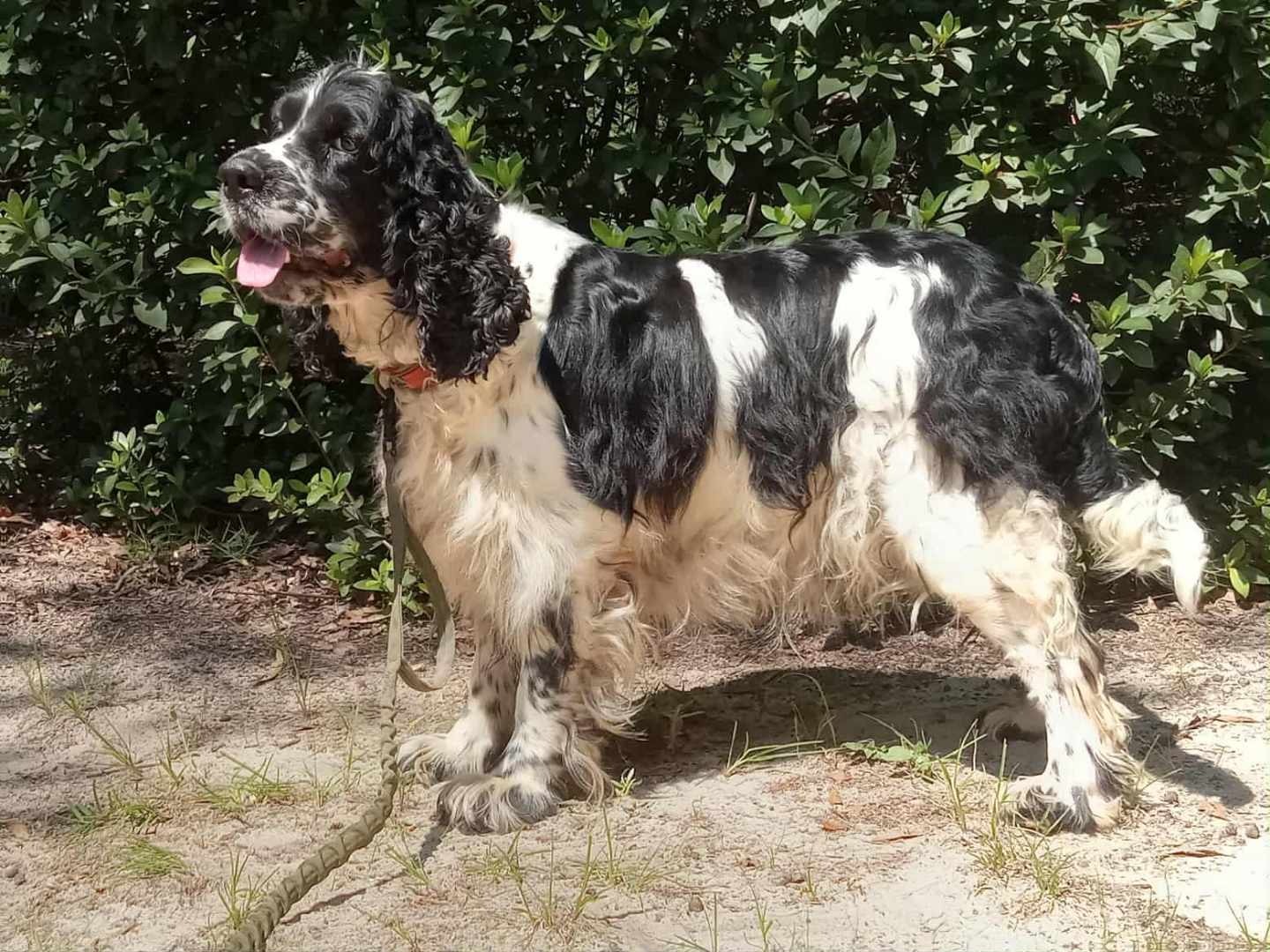 Sage Male Breeding Dog