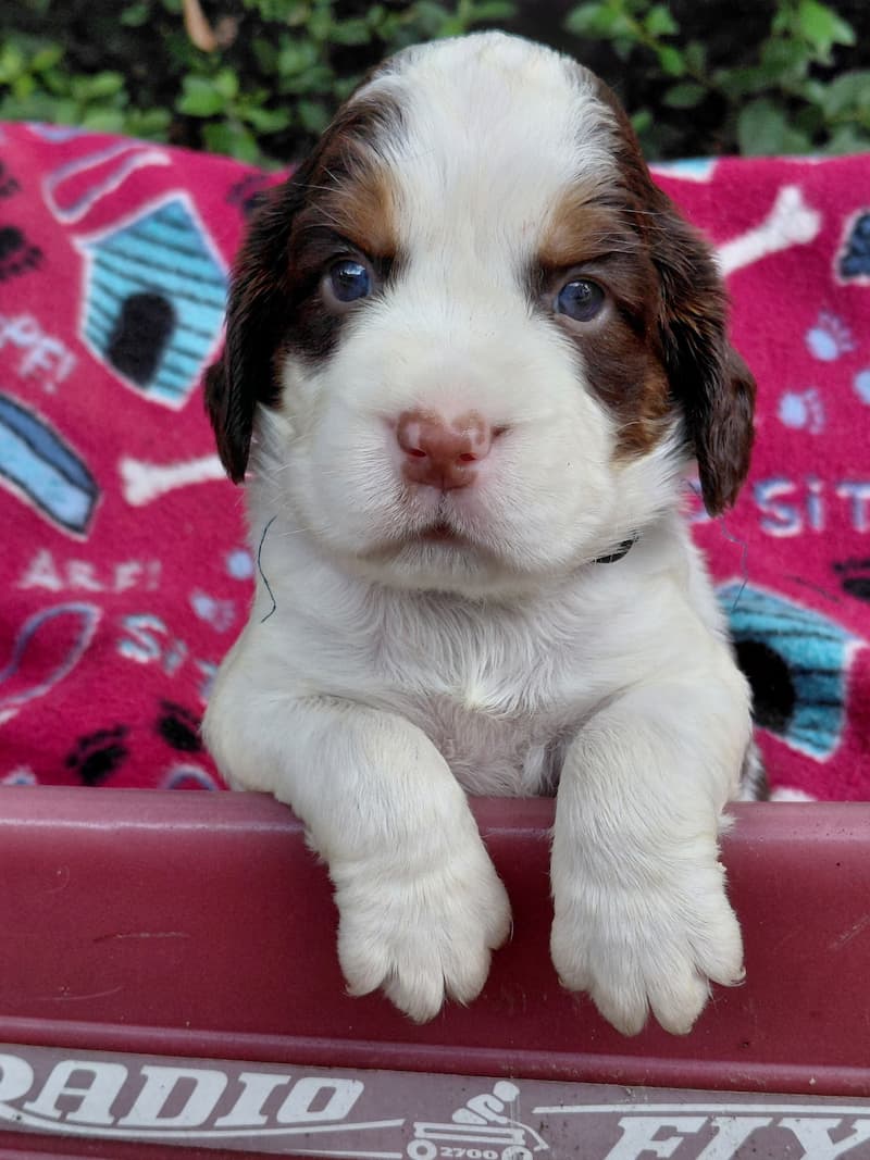Mike - Available English Springer Spaniel puppy