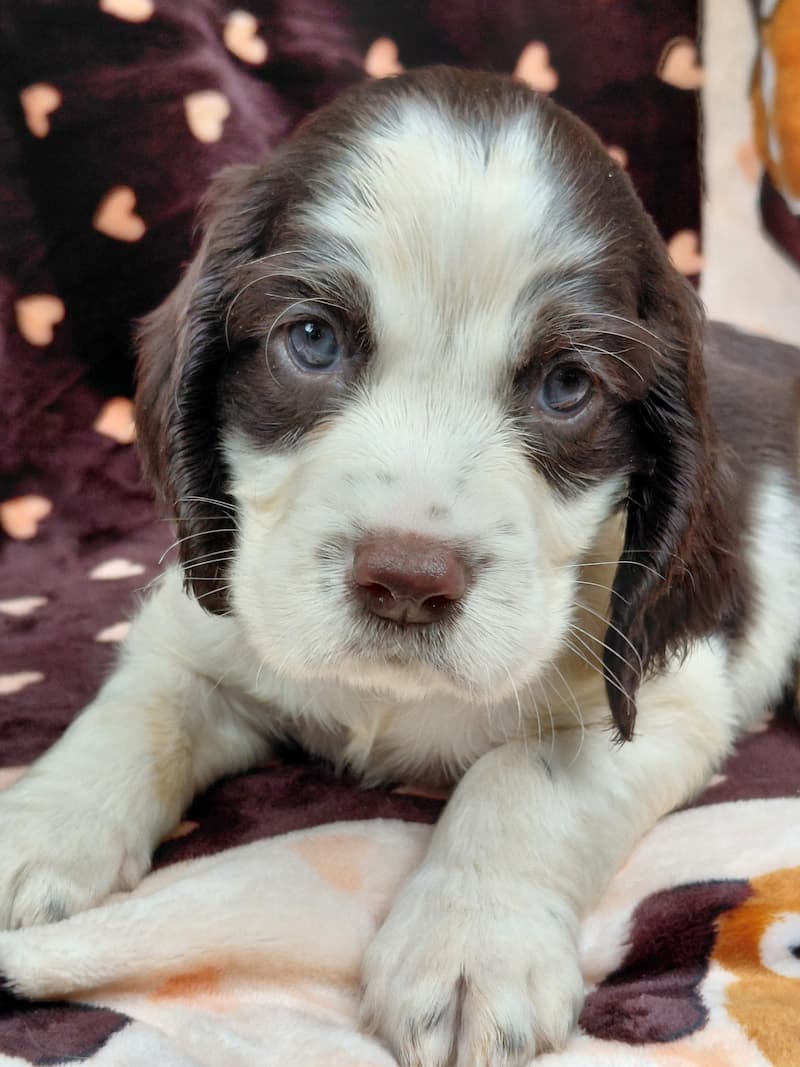 Sailor - Available English Springer Spaniel puppy