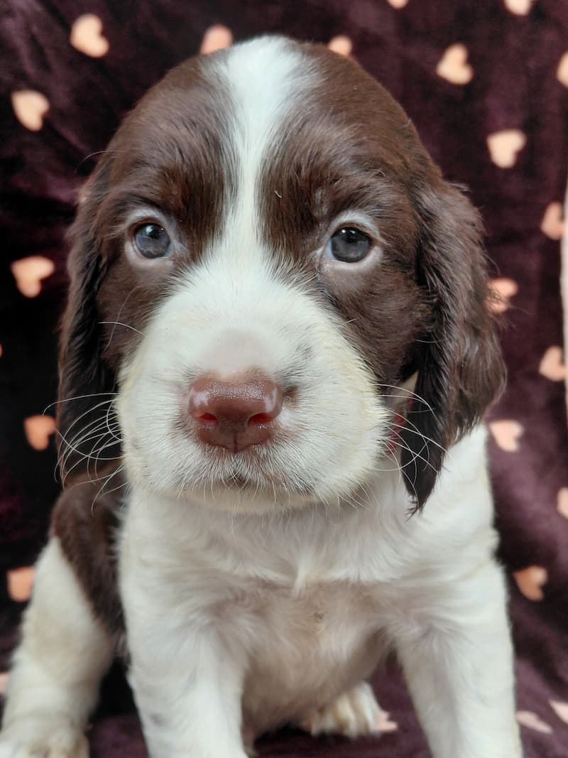 Scout - Available English Springer Spaniel puppy