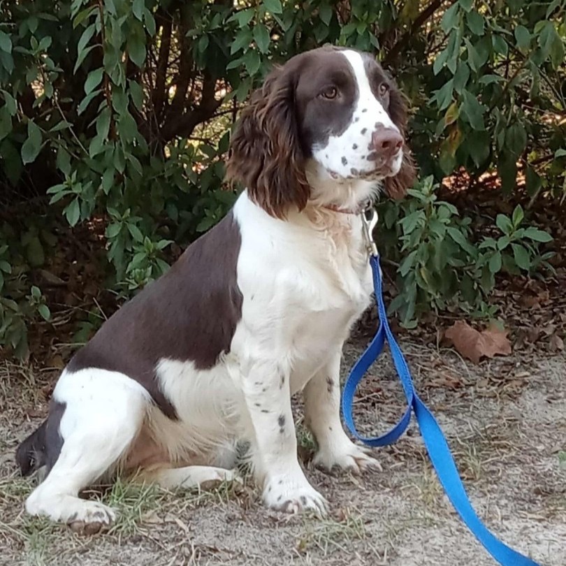 Cai Spaniel