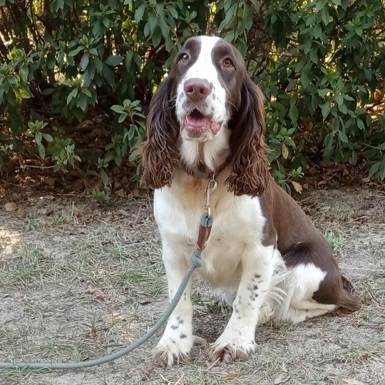 Shasta Spaniel