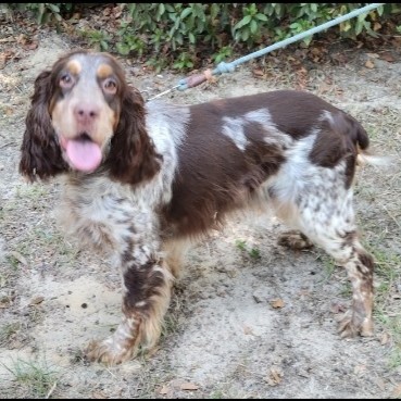 Shasta Spaniel