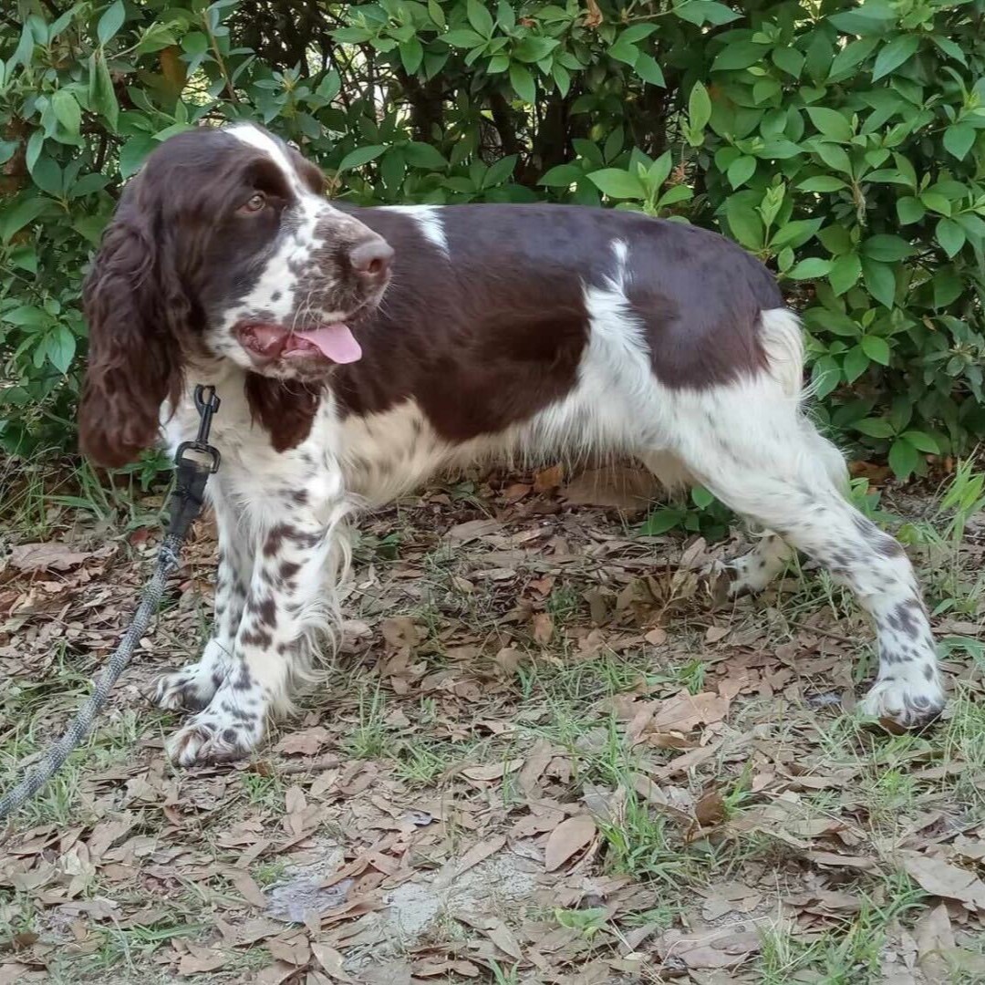 Sweet Tea Spaniel