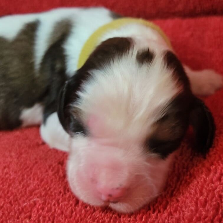 Lila - Available English Springer Spaniel puppy