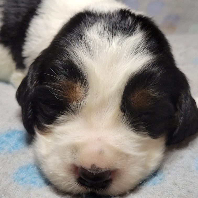 Lila - Available English Springer Spaniel puppy