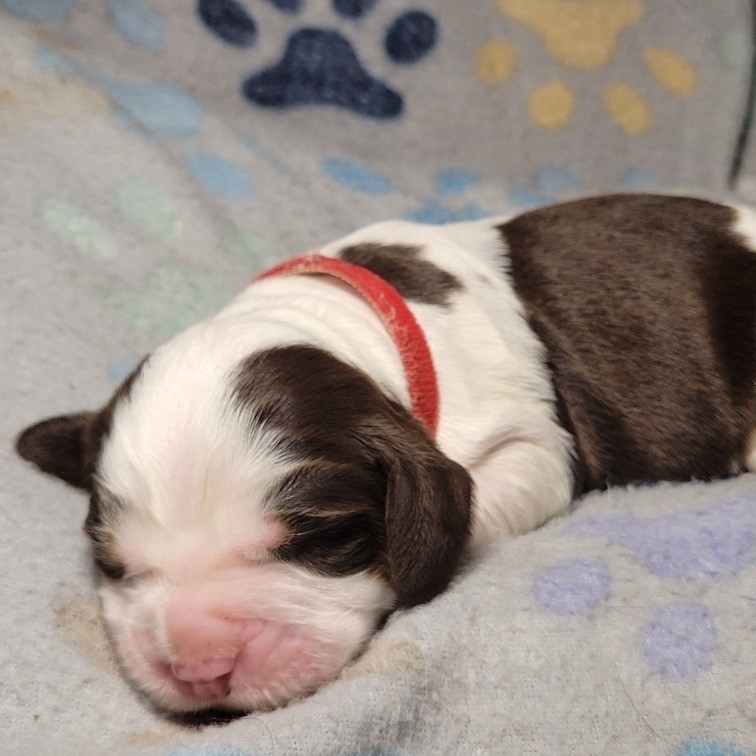 Lila - Available English Springer Spaniel puppy