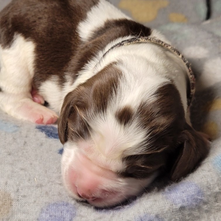 Lady - Available English Springer Spaniel puppy