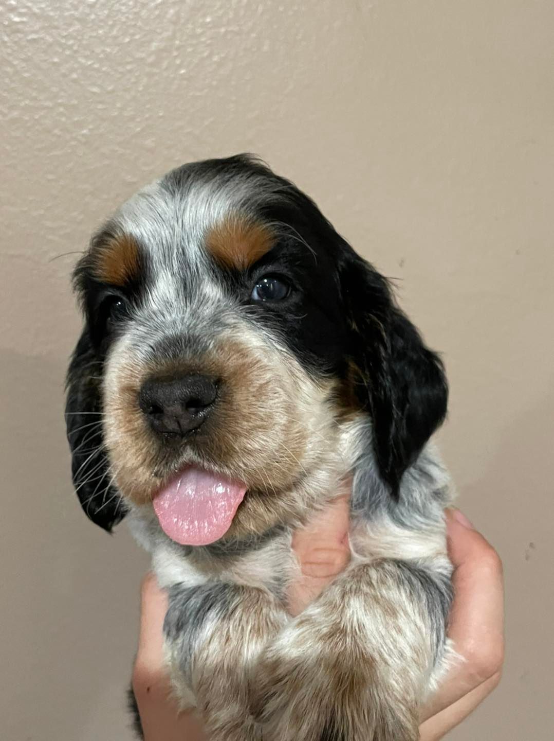 english spaniel puppy