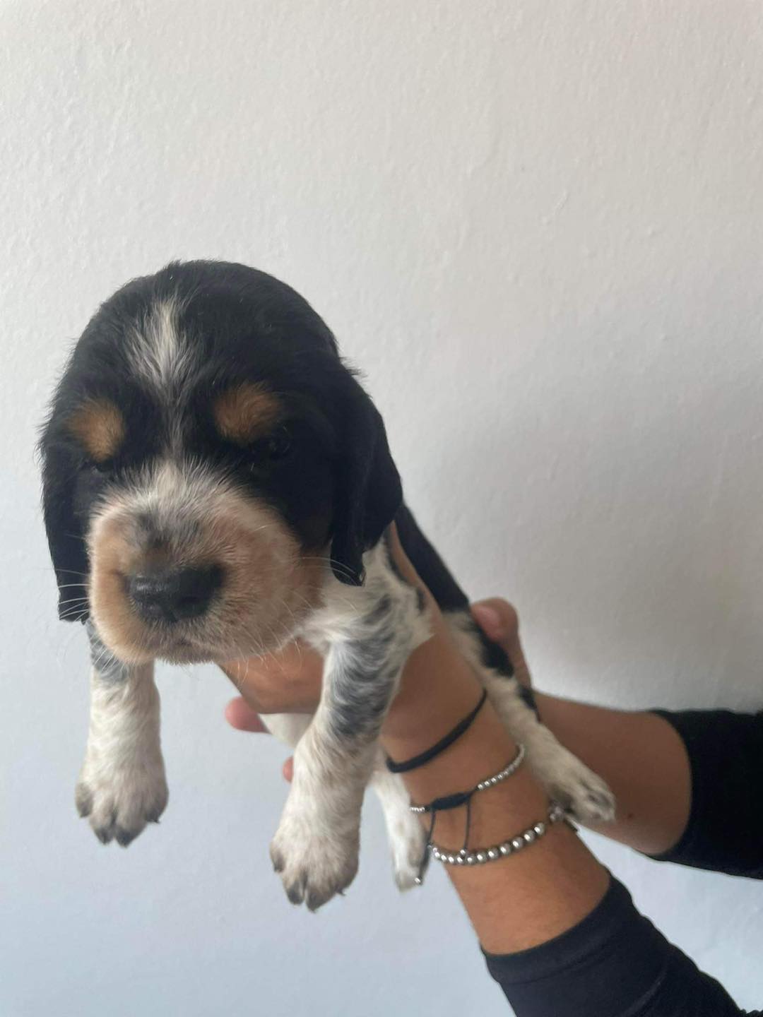 engluish springer spaniel puppy