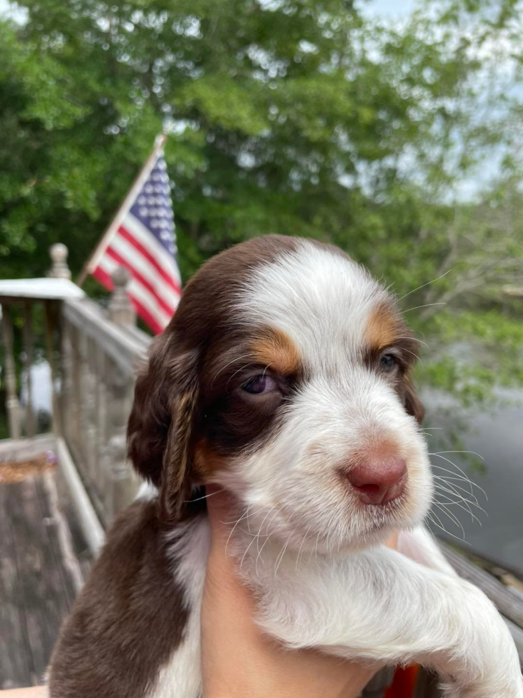 springer puppy