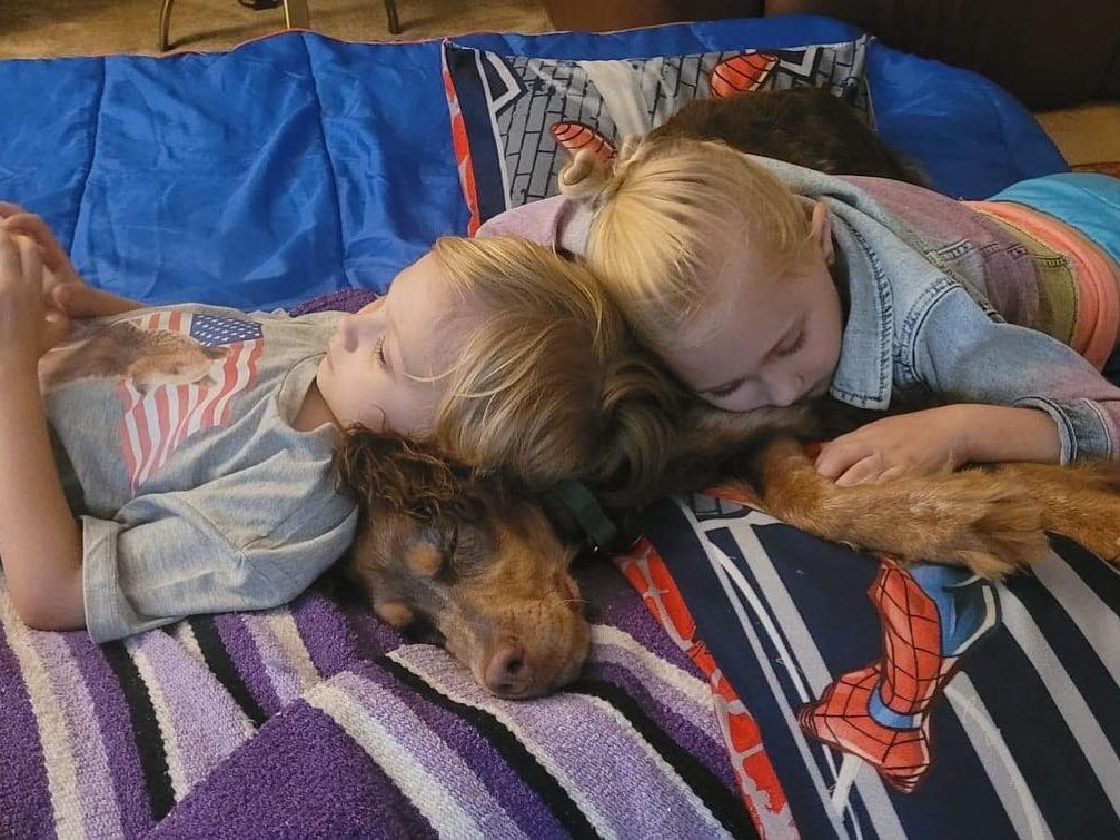 springer puppy and children cuddling
