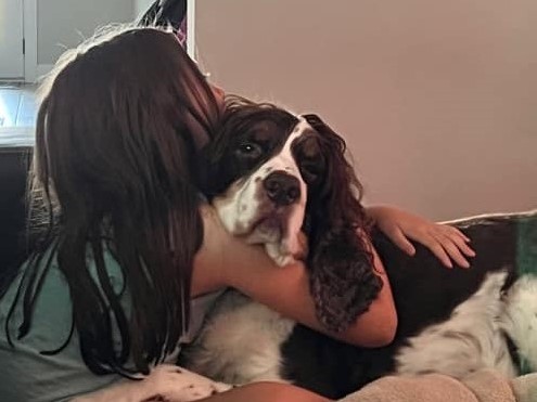 little girl hugging a springer spaniel