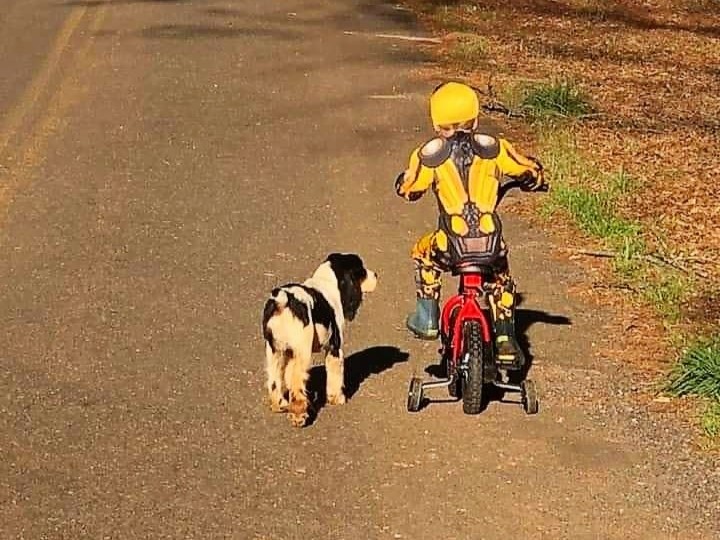 child on a bike and English springer side by side
